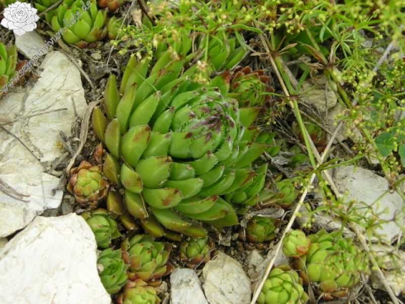 globiferum ssp. hirtum (preissianum) from Kozí Chrbát