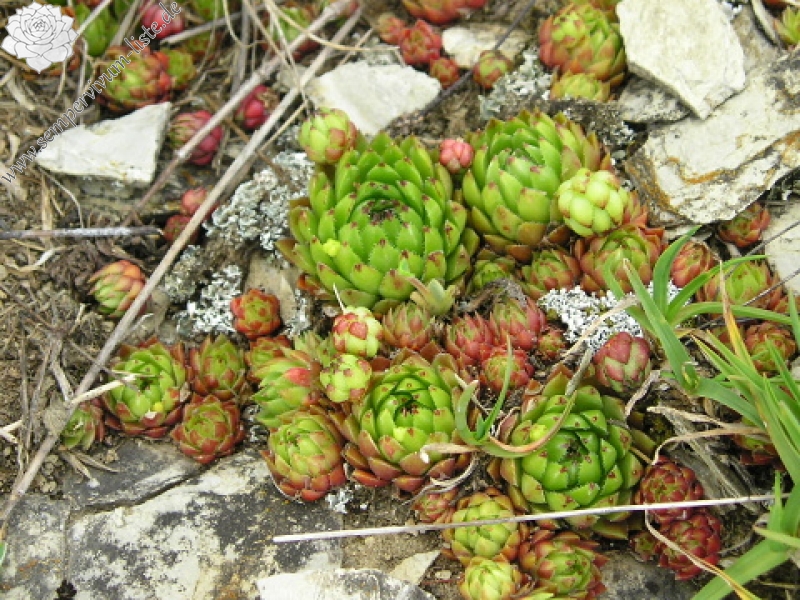 globiferum ssp. hirtum (preissianum) from Kozí Chrbát