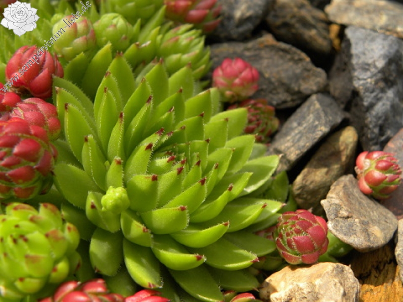 globiferum ssp. hirtum (preissianum) from Kozí Chrbát