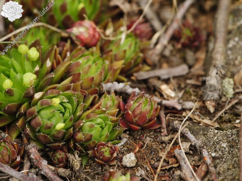 globiferum ssp. hirtum (preissianum) from Makovište