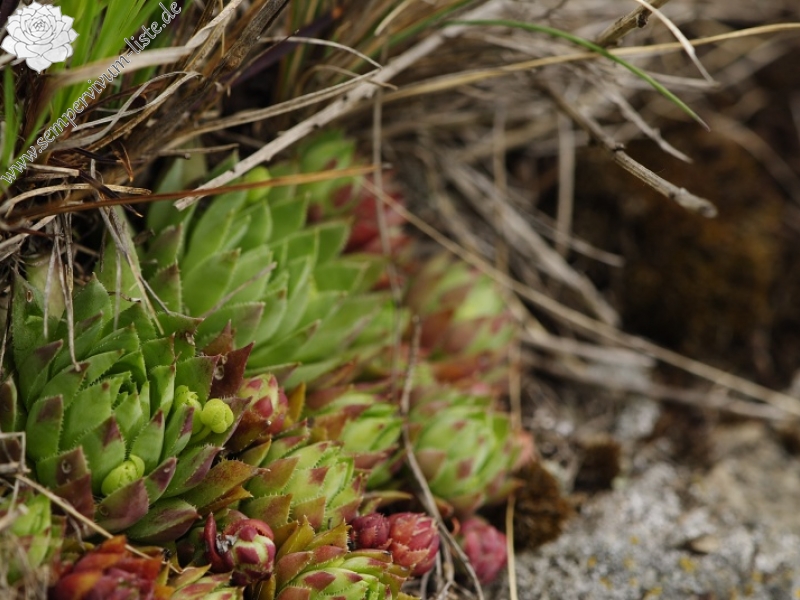 globiferum ssp. hirtum (preissianum) from Malý Grič