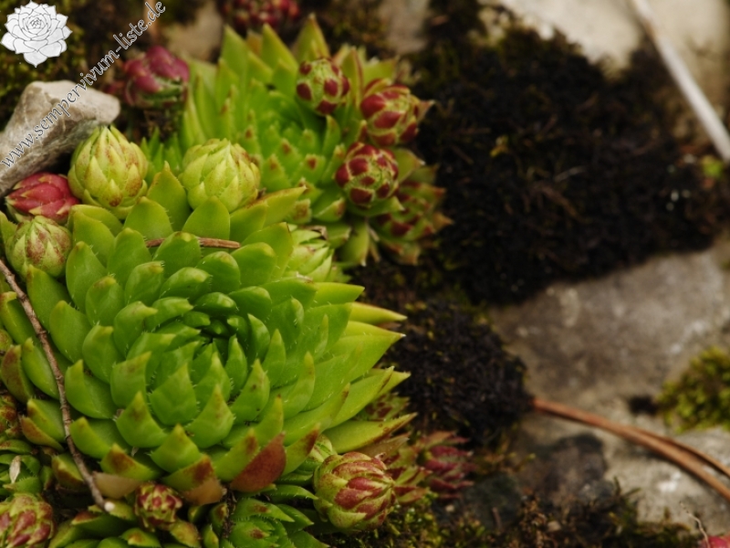 globiferum ssp. hirtum (preissianum) from Malý Rozsutec