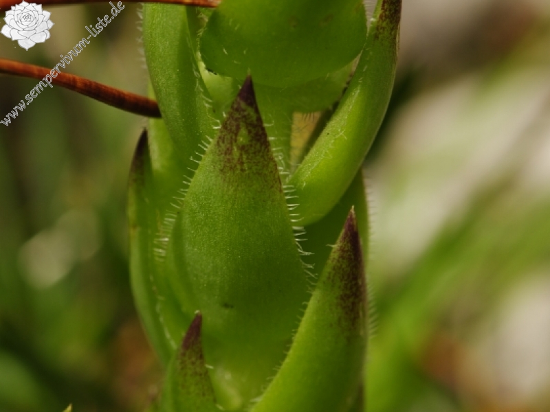 globiferum ssp. hirtum (preissianum) from Malý Rozsutec