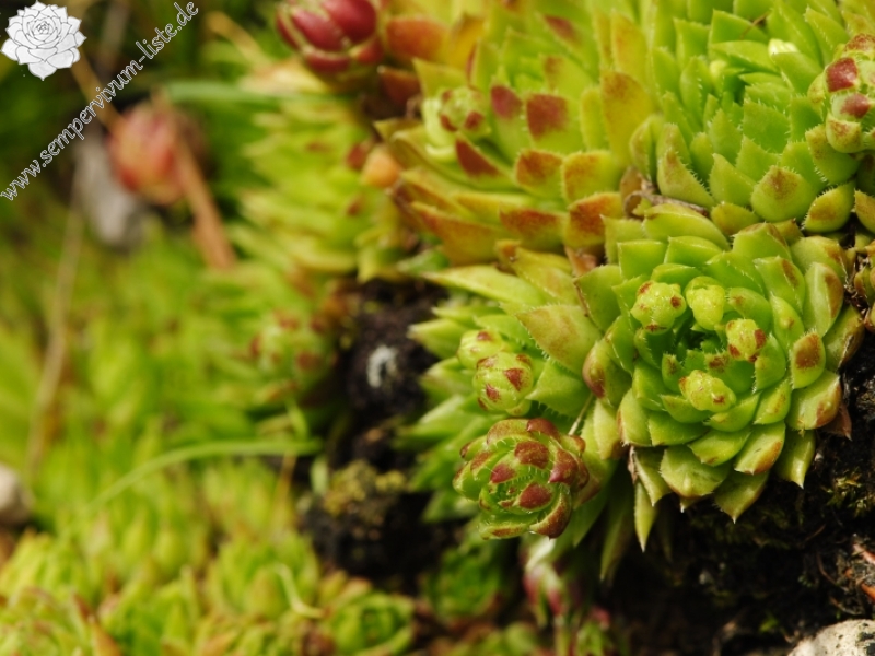 globiferum ssp. hirtum (preissianum) from Malý Rozsutec
