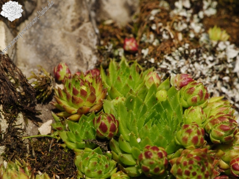 globiferum ssp. hirtum (preissianum) from Malý Rozsutec