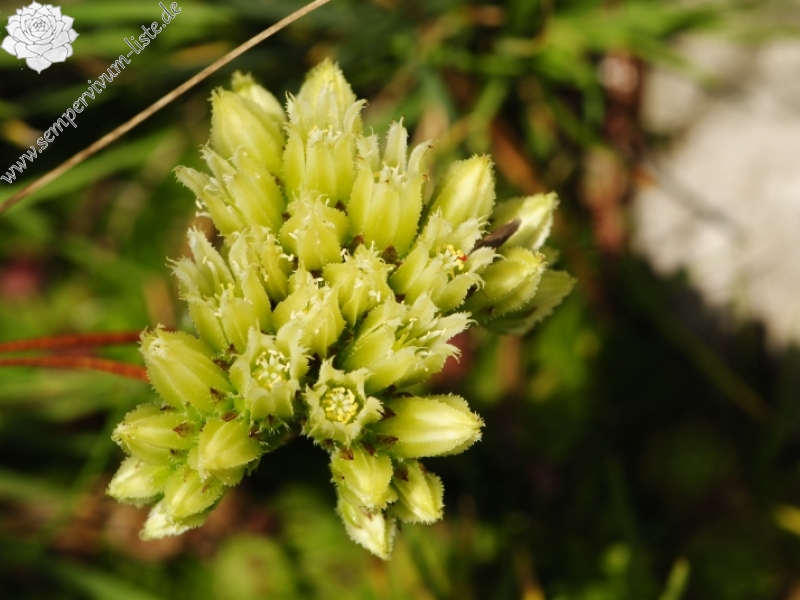 globiferum ssp. hirtum (preissianum) from Malý Rozsutec