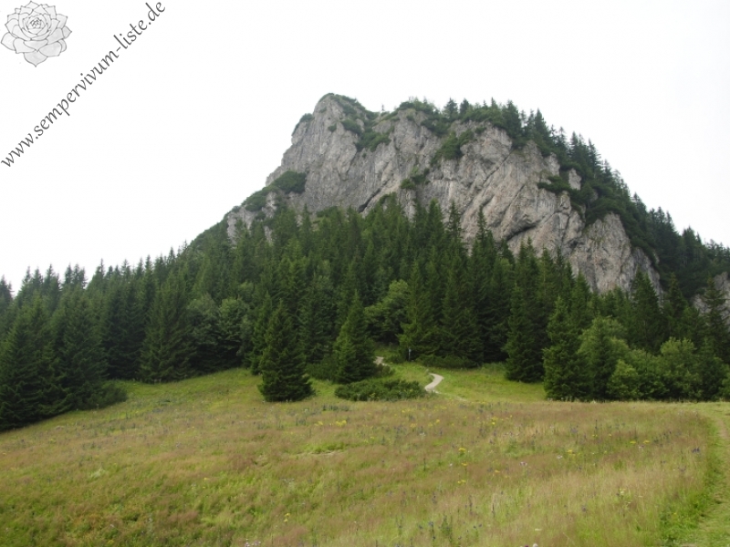 globiferum ssp. hirtum (preissianum) from Malý Rozsutec