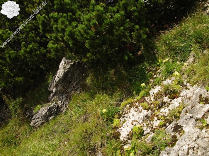 globiferum ssp. hirtum (preissianum) from Malý Rozsutec