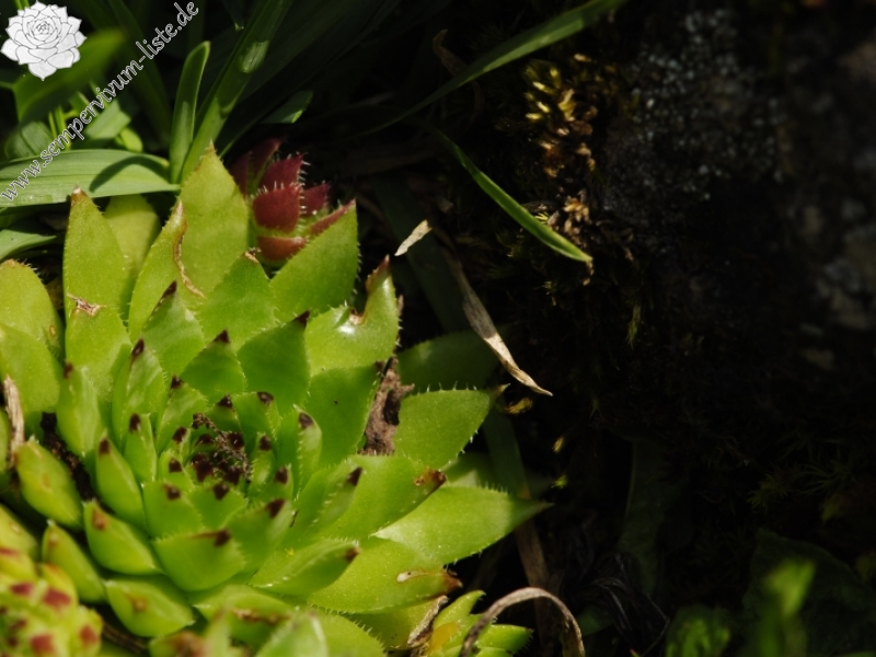 globiferum ssp. hirtum (preissianum) from Príslop nad Bielou