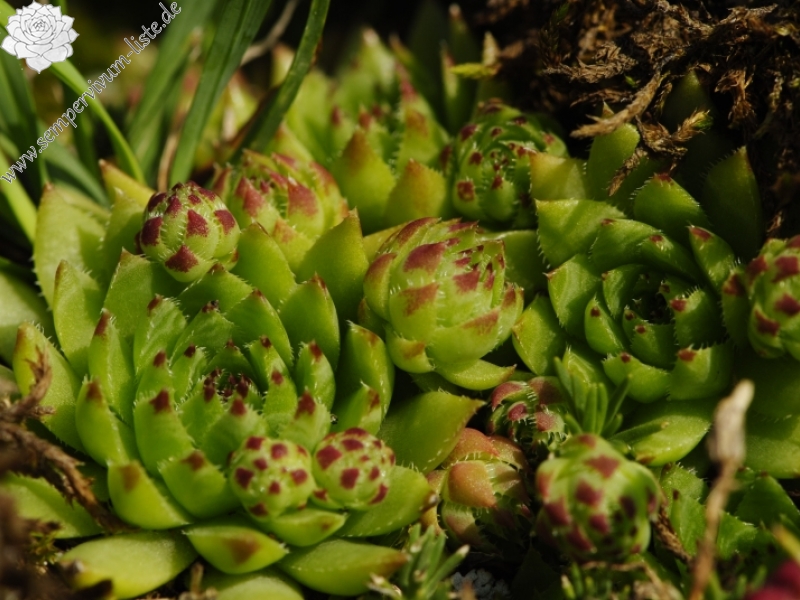 globiferum ssp. hirtum (preissianum) from Príslop nad Bielou