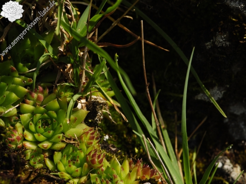 globiferum ssp. hirtum (preissianum) from Príslop nad Bielou
