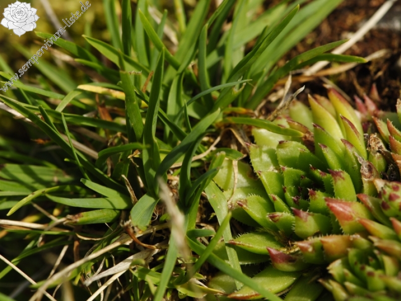 globiferum ssp. hirtum (preissianum) from Príslop nad Bielou
