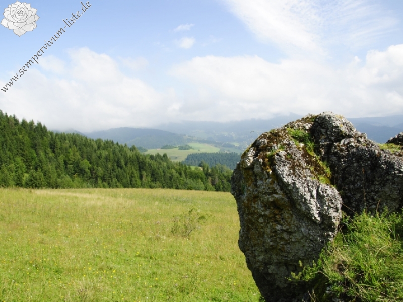 globiferum ssp. hirtum (preissianum) from Príslop nad Bielou