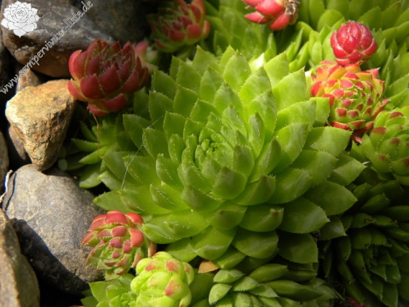 globiferum ssp. hirtum (preissianum) from Sidorovo