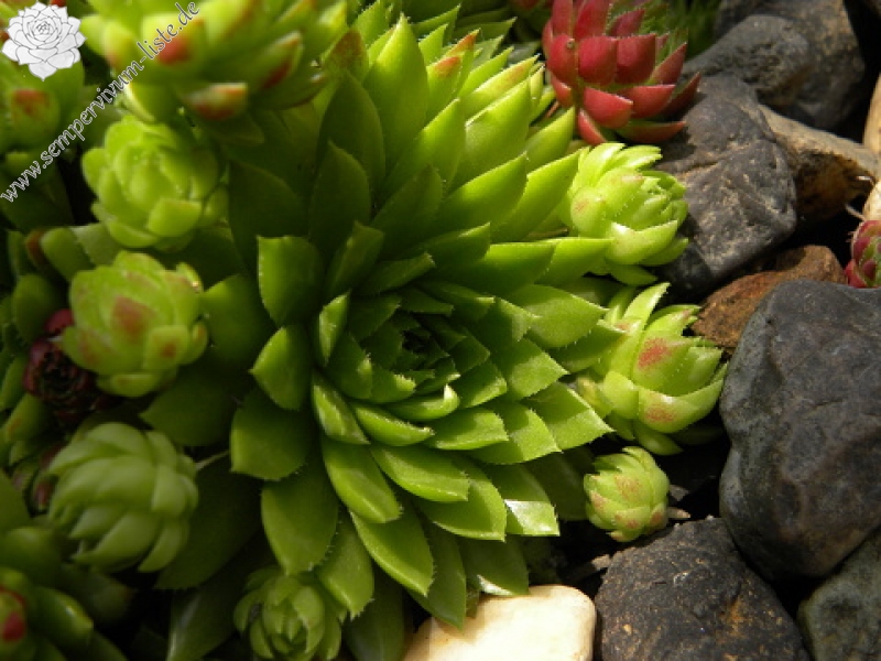 globiferum ssp. hirtum (preissianum) from Sidorovo