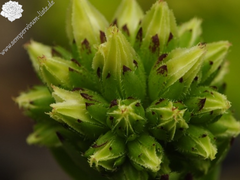 globiferum ssp. hirtum (preissianum) from Sidorovo