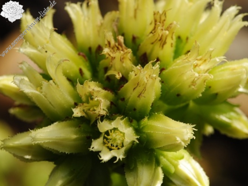 globiferum ssp. hirtum (preissianum) from Sidorovo