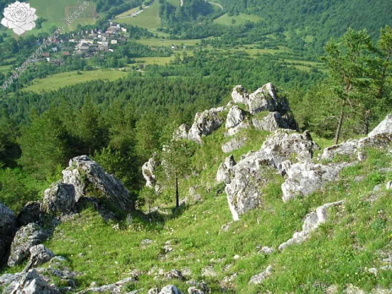 globiferum ssp. hirtum (preissianum) from Sidorovo