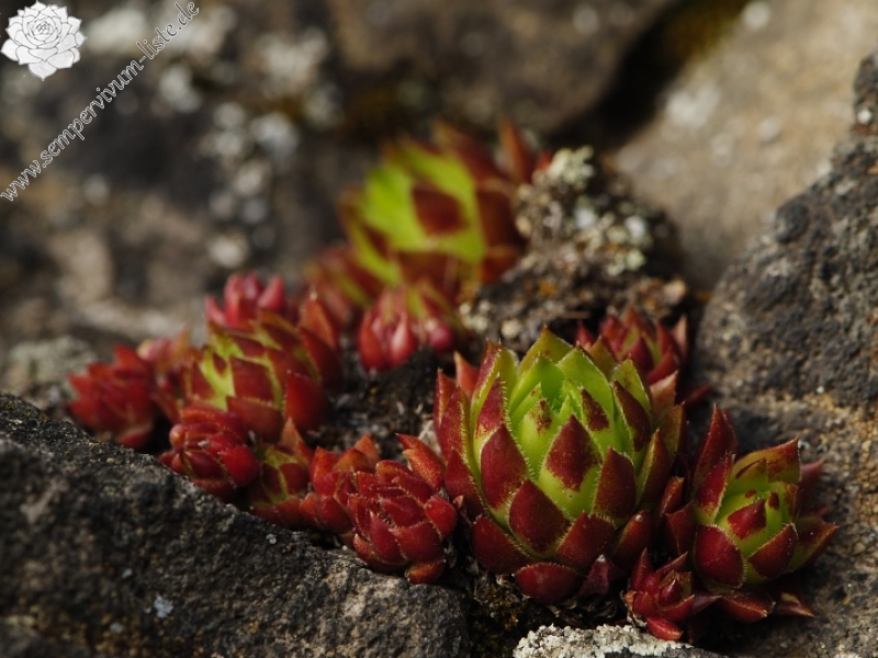 globiferum ssp. hirtum (preissianum) from Sivý kameň