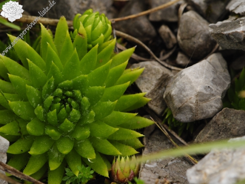 globiferum ssp. hirtum (preissianum) from Sivý vrch