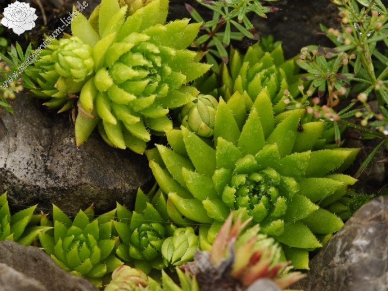 globiferum ssp. hirtum (preissianum) from Sivý vrch