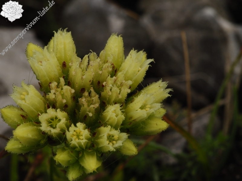 globiferum ssp. hirtum (preissianum) from Sivý vrch