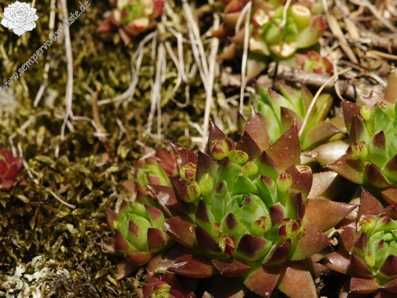 globiferum ssp. hirtum (preissianum) from Sladná skala