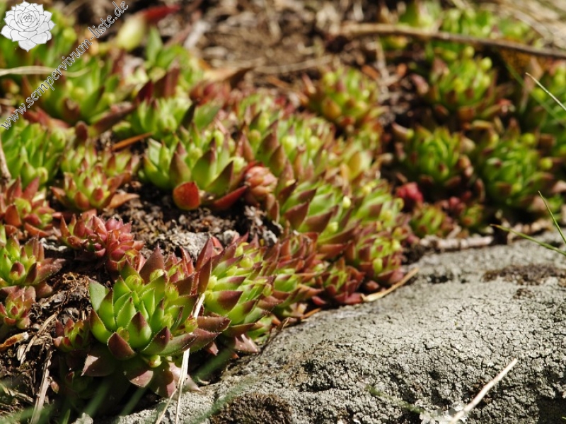 globiferum ssp. hirtum (preissianum) from Sladná skala