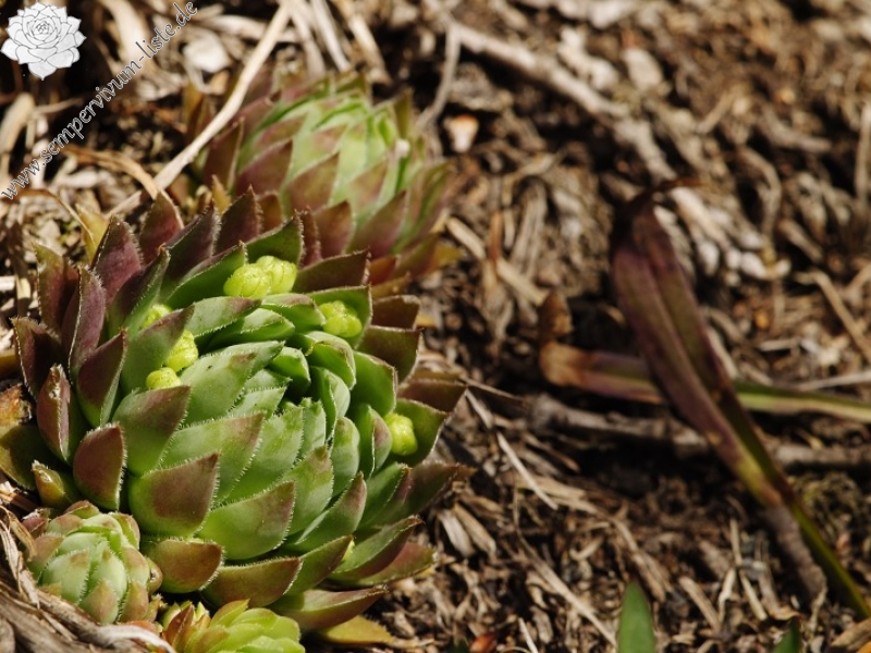 globiferum ssp. hirtum (preissianum) from Sladná skala