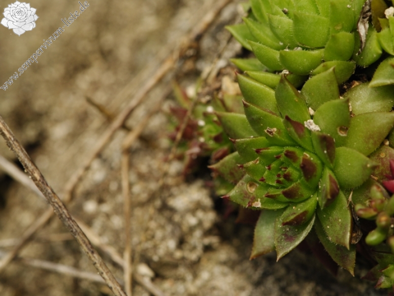 globiferum ssp. hirtum (preissianum) from Starý hrad