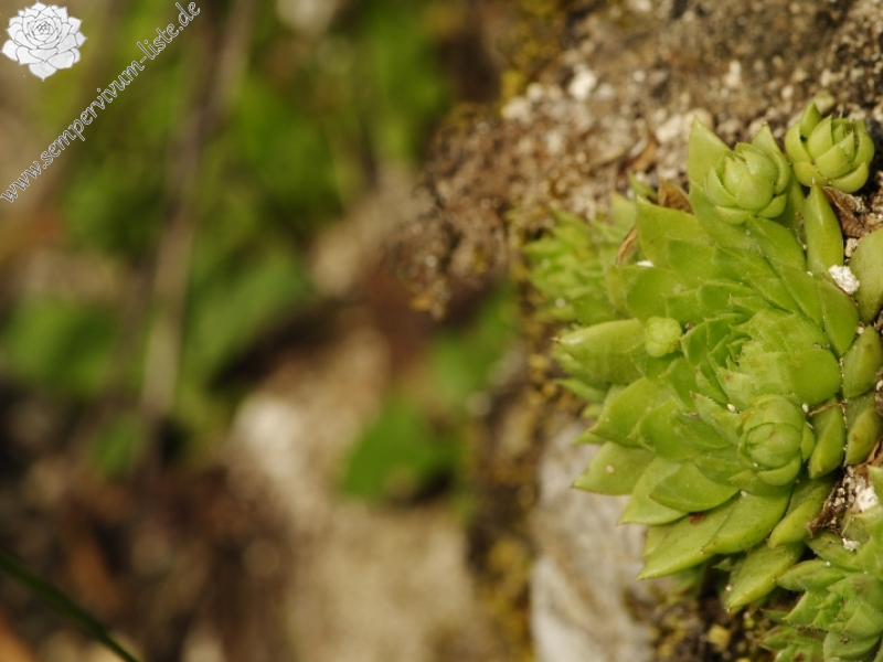globiferum ssp. hirtum (preissianum) from Starý hrad