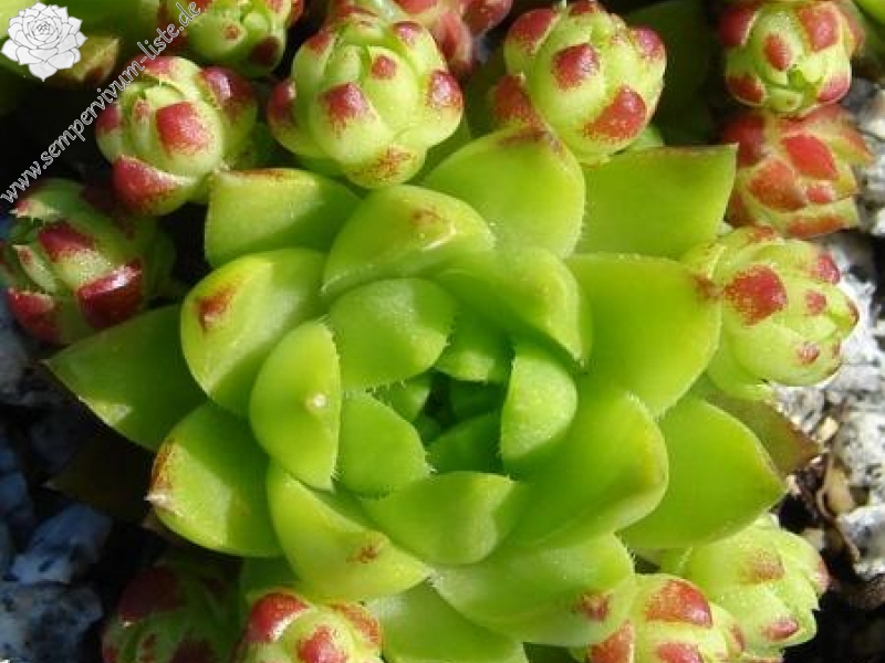 globiferum ssp. hirtum from Kremnica (südl., Typ D)