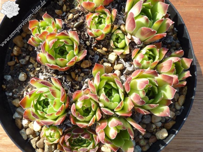 heuffelii from Mt. Goga