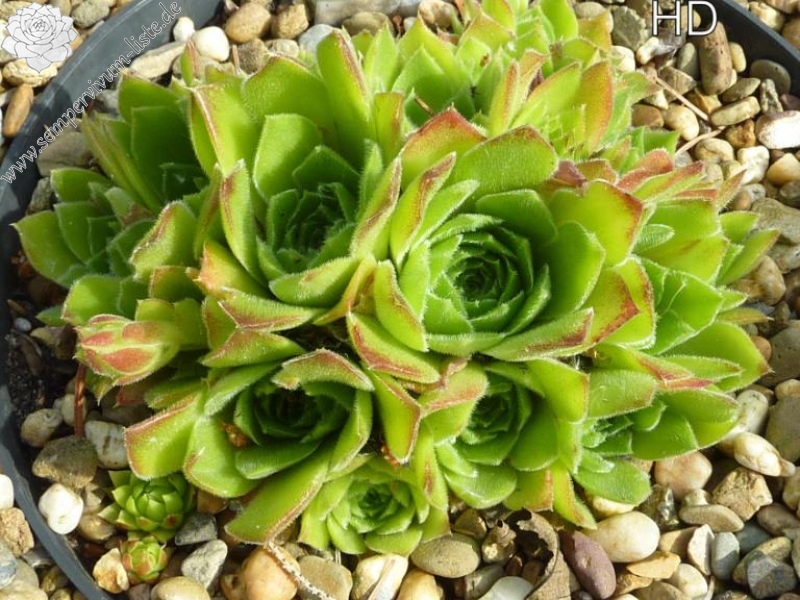 heuffelii from Goljamata Strana