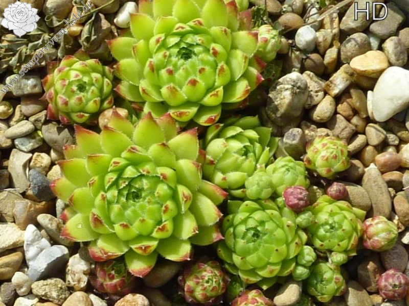 globiferum ssp. hirtum from Görgeliho Tunel