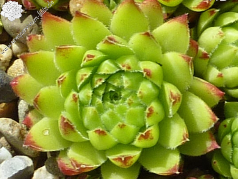 globiferum ssp. hirtum from Görgeliho Tunel