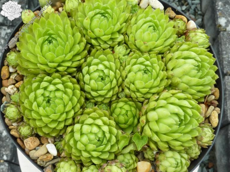 globiferum ssp. hirtum from Görgeliho Tunel