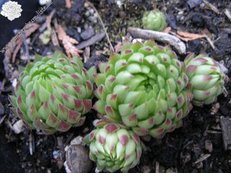 globiferum ssp. allionii from Gorges sup. du Cians