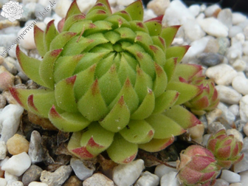 globiferum ssp. allionii from Gorges sup. du Cians