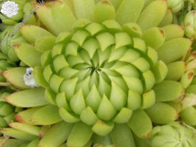 globiferum ssp. allionii from Gorges sup. du Cians