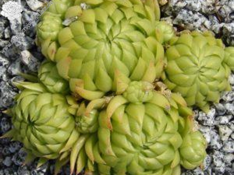 globiferum ssp. allionii from Gorges sup. du Cians