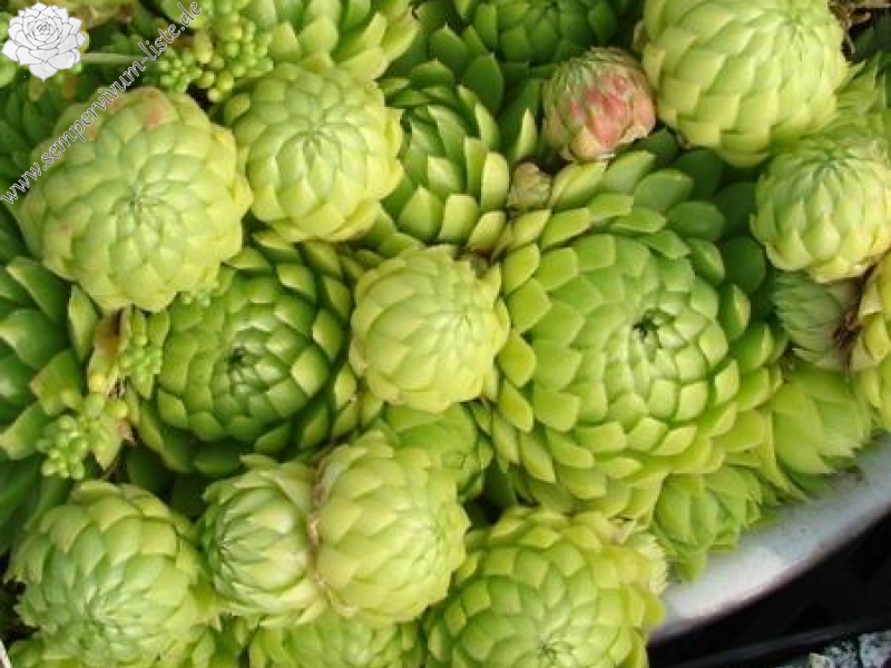 globiferum ssp. allionii from Gorges sup. du Cians