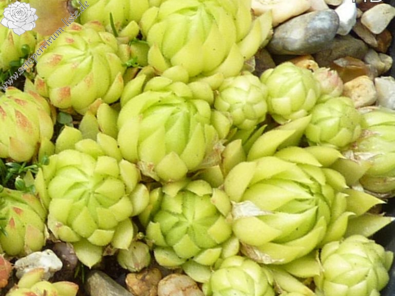 globiferum ssp. allionii from Gorges sup. du Cians