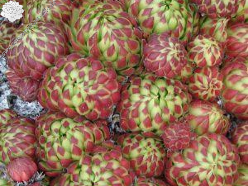 globiferum ssp. allionii from Gorges sup. du Cians