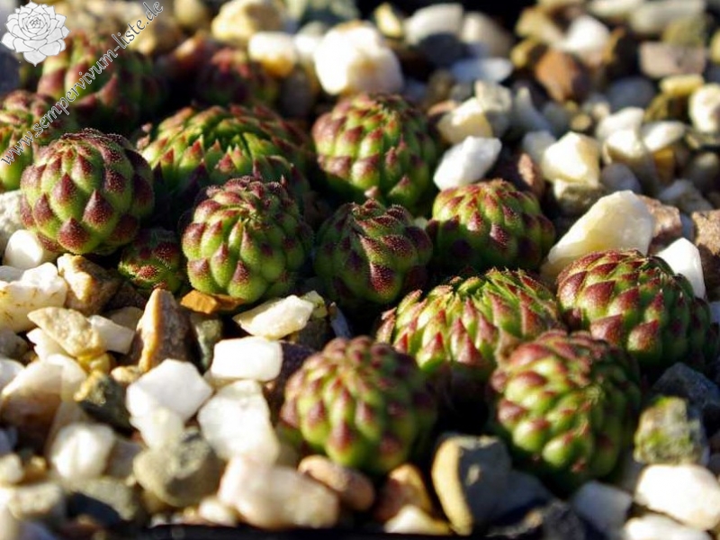 globiferum ssp. allionii from Gorges sup. du Cians