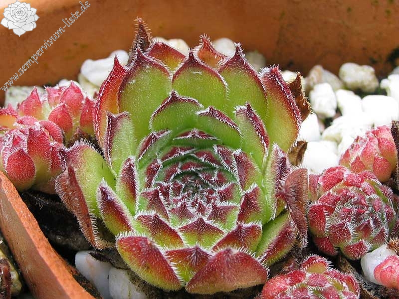 caucasicum (gracile)