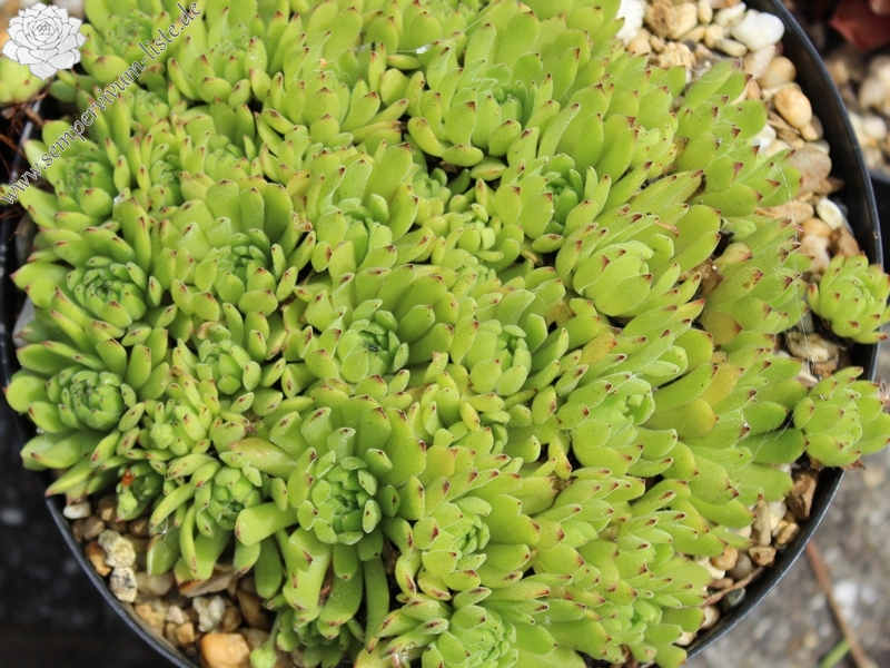 grandiflorum from Valle Quarazza (Typ B, PH966)