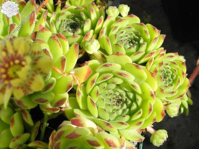 grandiflorum from Valle Locana (Typ PH 1175)