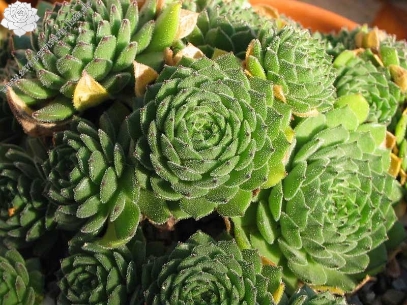 grandiflorum from Valle Locana (Typ PH 1175)