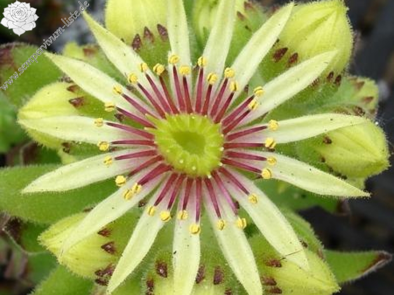 grandiflorum from Valle Quarazza (Typ B, PH966)